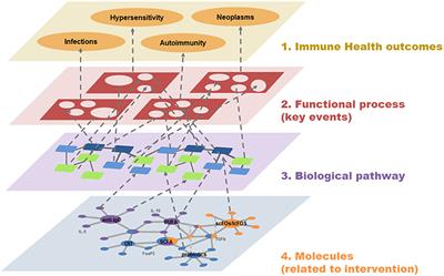 The Impact of Immune Interventions: A Systems Biology Strategy for Predicting Adverse and Beneficial Immune Effects